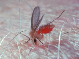 leishmaniasis